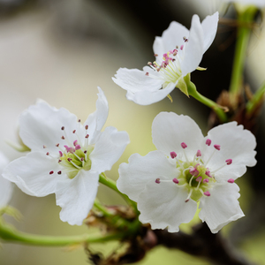 bdsm虐捆bdsmtv梱缚绑
